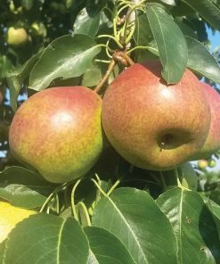 Pear, Summercrisp Semi-Dwarf