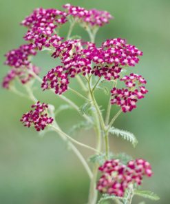 Yarrow, Summerwine