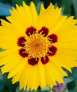 (Coreopsis)Tickseed, Sunfire