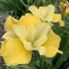 Iris, Siberian, Sunfisher (Yellow)