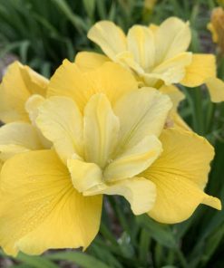 Iris, Siberian, Sunfisher (Yellow)