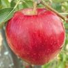 Apple, Sweet Sixteen Standard