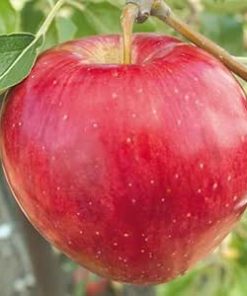 Apple, Sweet Sixteen Standard