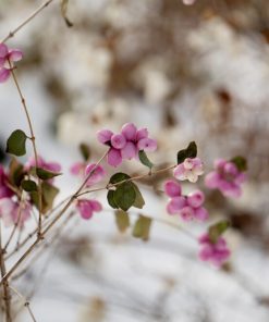 Coralberry, Candy