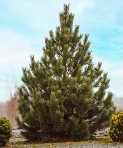 Pine, Tannenbaum Mugo