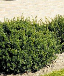 Yew, Taunton