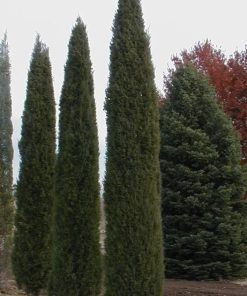 Juniper, Taylor