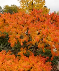 Sumac, Tiger Eyes Staghorn