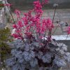 Coral Bells, Timeless Treasure (pewter w/ silvery overlay dark purple veins)