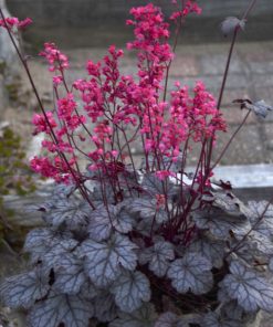 Coral Bells, Timeless Treasure (pewter w/ silvery overlay dark purple veins)