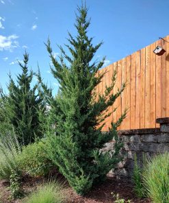 Juniper, Trautman