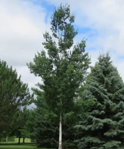Aspen, Summer Shimmer Quaking