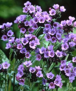 Lungwort, Trevi Fountain