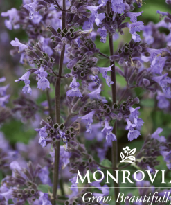 Catmint, Picture Purrfect