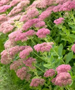 Sedum, Upright, Autumn Joy