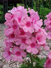 Phlox, Upright, Bartwelve