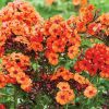 Phlox, Upright, Orange Perfection