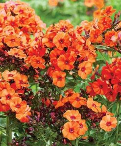 Phlox, Upright, Orange Perfection