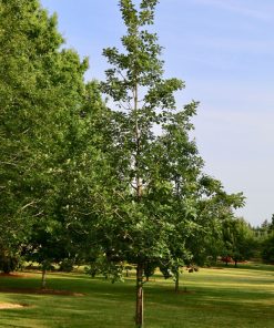 Oak, Urban Pinnacle