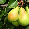 Pear, Ure Standard