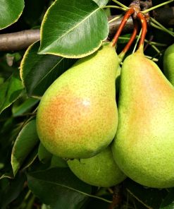 Pear, Ure Standard