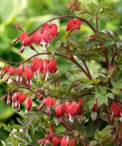 Bleeding Heart, Valentine (30" Tall)