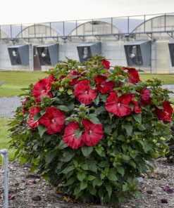 Hibiscus, Valentine's Crush