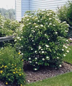 Arrowood Viburnum, Blue Muffin