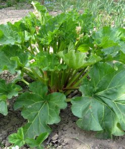Rhubarb, Victoria