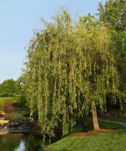 Willow, Weeping Prairie Cascade