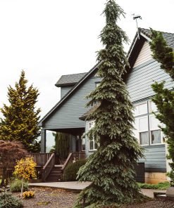 Spruce, Weeping White
