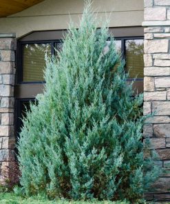 Juniper, Wichita Blue