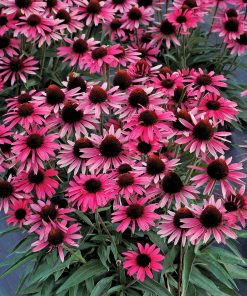 Coneflower, Wicked (Dark Shadows Series)
