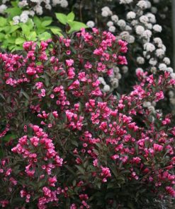 Weigelia, Wine & Roses