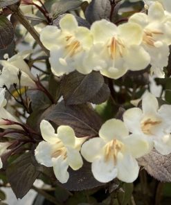 Weigelia, Wine & Spirits