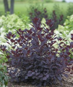 Smoke Bush, WineCraft Black