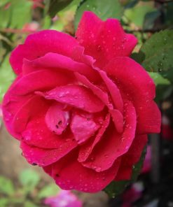 Winnipeg Parks Shrub Rose (Pink)