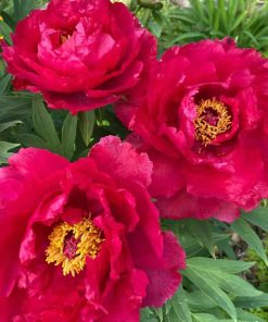 Tree Peony, Xi Ri Yue