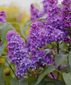 Lilac, Yankee Doodle (Deep Purple)
