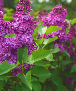 Lilac, Yankee Doodle (Deep Purple)