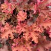 Coral Bells, Zipper (orange/yellow)
