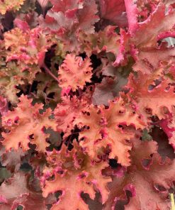 Coral Bells, Zipper (orange/yellow)