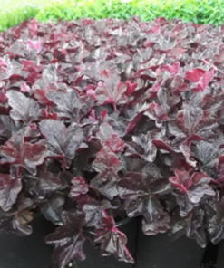 Coral Bells, Obsidian (Villosa Type) (Purple-Black)