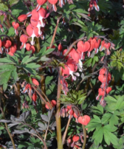 Bleeding Heart, Valentine