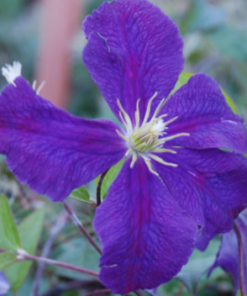 Clematis, Jackman (Purple)