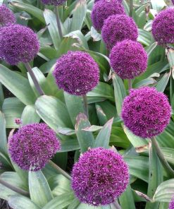 Allium, Ostara