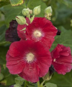 Hollyhock, Mars Magic