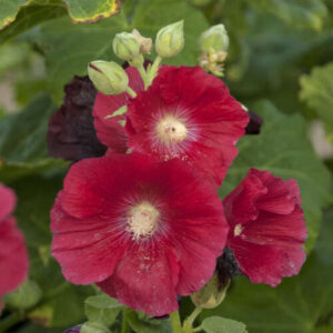 Hollyhock, Mars Magic