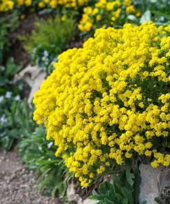 Basket of Gold, Golden Yellow