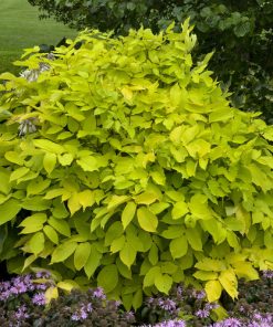 Japanese Spikenard, Sun King